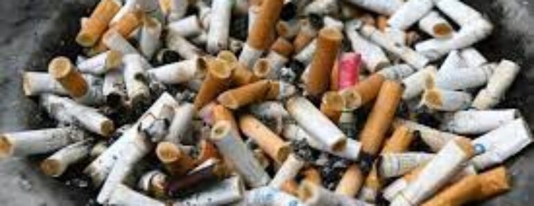 L&Rsquo;Impact Environnemental Du Tabac Est « Dévastateur » Selon L&Rsquo;Oms