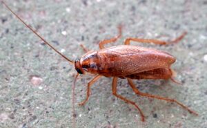 Découvrez Cette Recette Naturelle Pour Éloigner Les Cafards De La Cuisine