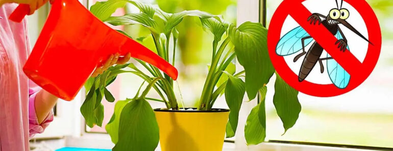Gardez Cette Plante À La Maison Pour Éloigner Les Moustiques De Votre Maison Tout L&Rsquo;Été