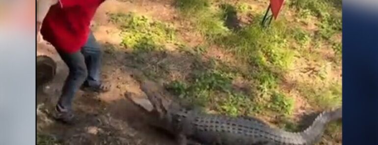 La Bataille Homme-Crocodile Surprend Les Internautes (Vidéo)