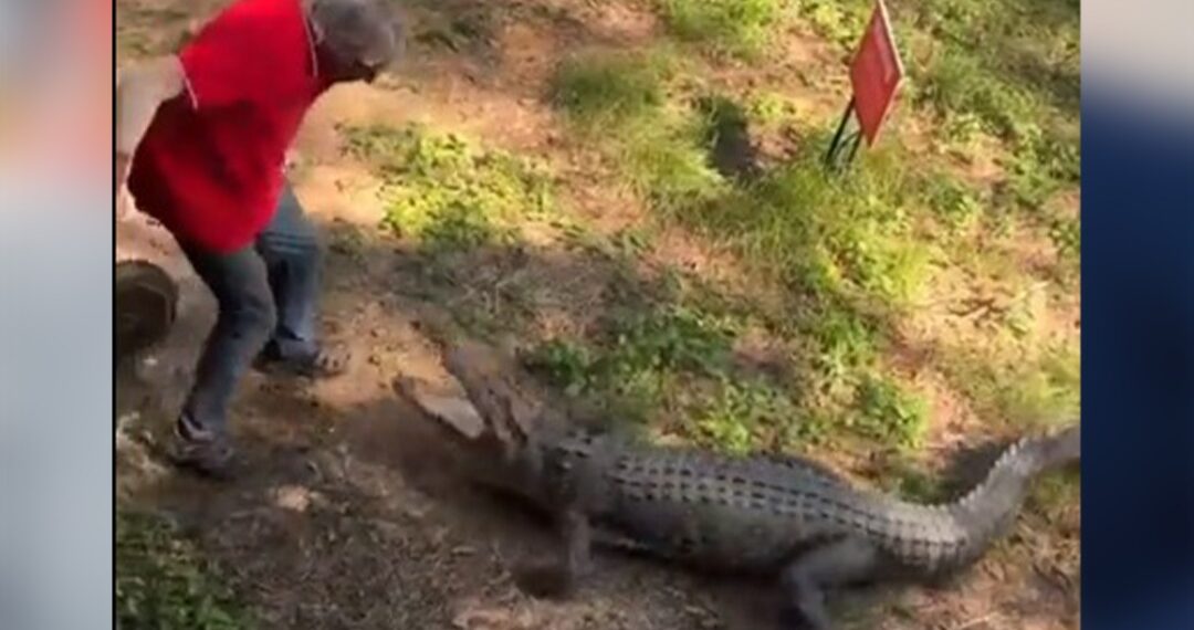 La Bataille Homme Crocodile Surprend Les Internautes