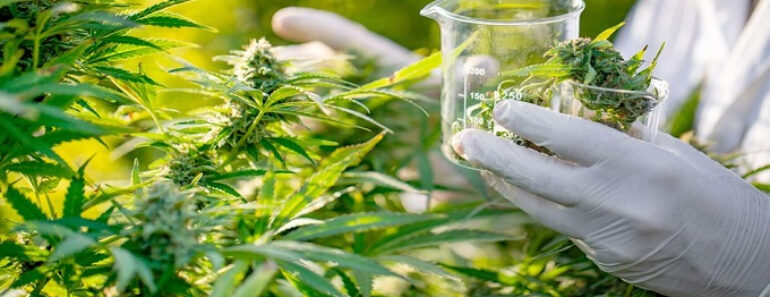 Le Maroc Va Créer Une Agence Pour Réglementer Le Cannabis Légal
