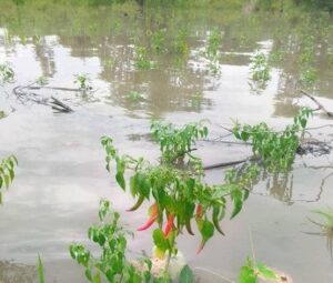 Togo : Un Enseignant A Été Emporté Par Le Fleuve Au Retour D&Rsquo;Un Concours (Photos)