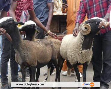 Collaboration : la France ‘nargue’ le Sénégal avec 3 moutons pour le festival Tabaski
