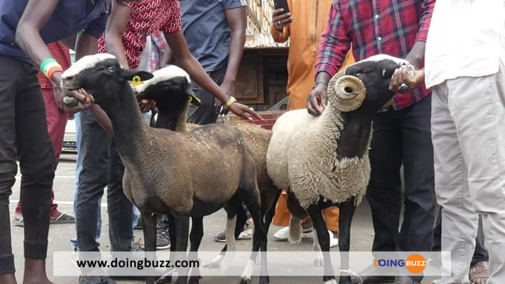 Collaboration La France Nargue Le Senegal 3 Moutons Festival Tabaski