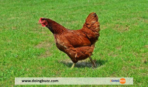 Un Homme Condamné Pour Avoir Trompé Sa Femme… Avec Une Poule !