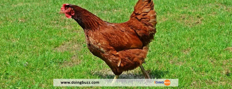 Illustration d une poule 960x570 webp 770x297 - Un homme condamné pour avoir trompé sa femme… avec une poule !