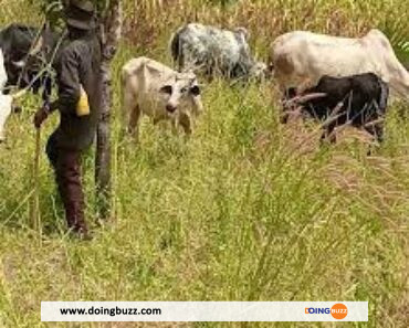Togo : 1 Mort Dans Des Affrontements Entre Agriculteurs Peuls Et Togolais