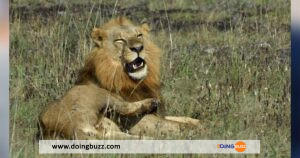 Un Homme Avalé Par Un Lion Sous Le Regard Impuissant De Sa Famille, La Vérité