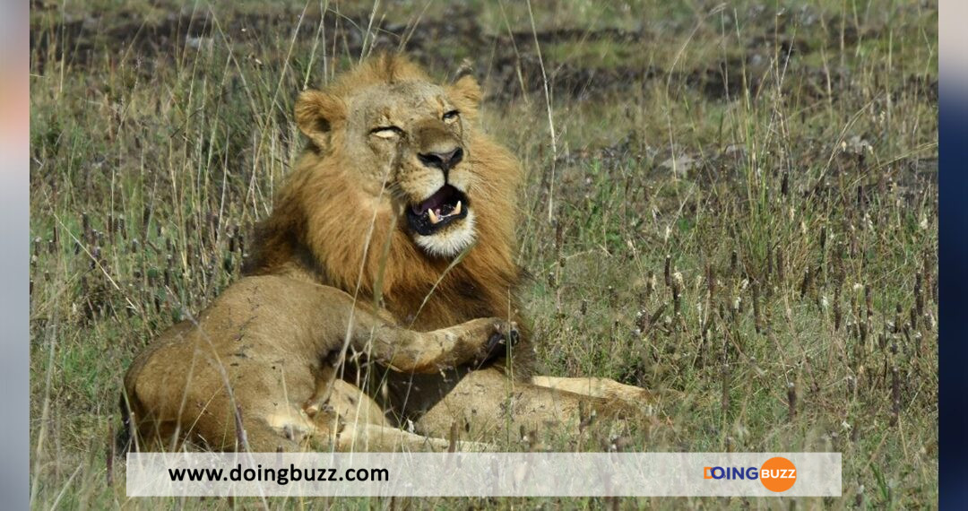 Un Homme Avale Par Un Lion Sous Le Regard Impuissant De Sa Famille La Verite