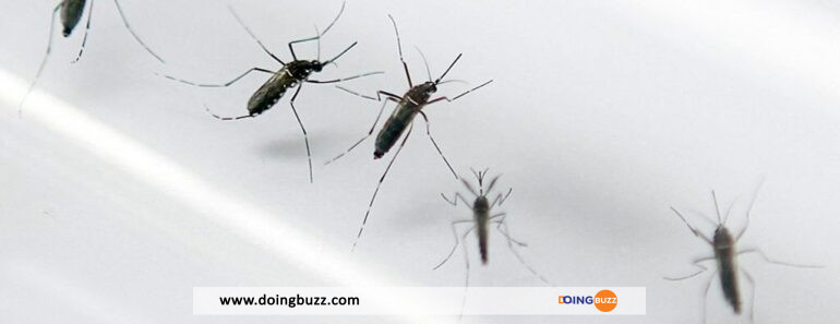 Ces 06 choses qui attirent les moustiques dans une maison 770x297 - Ces 06 choses qui attirent les moustiques dans une maison