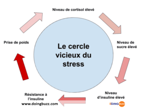 Des Niveaux Élevés De Cortisol Pourraient Vous Causer Du Stress