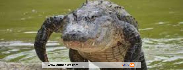Une Femme Tuée Dans Une Attaque D&Rsquo;Alligator En Caroline Du Sud