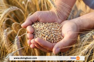 Grains entiers et grains raffinés, savez-vous faire la différence ?