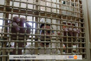 Palestine : 73 martyrs en prison d’occupation pour négligence médicale