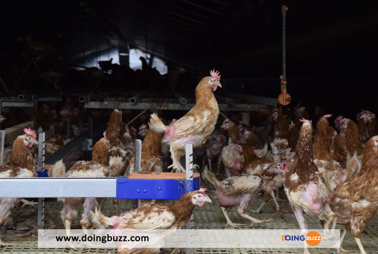 Plus De 10 000 Volailles Morts Grippe Aviaire Ghana