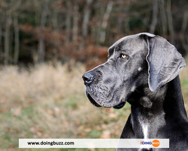 Les 10 principales races de chiens qui ont besoin d’une assurance