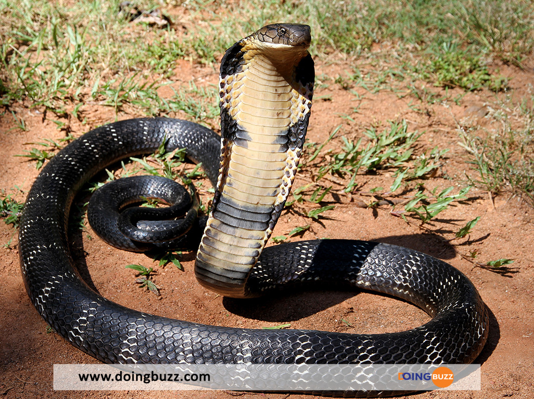 12   The Mystical King Cobra and Coffee Forests - Suède : le cobra royal a regagné son zoo