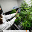 Le cannabis bientôt légalisé en Allemagne ?