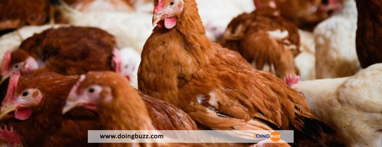 Angleterre/Grippe Aviaire : Le Confinement Des Volailles Bientôt Obligatoire