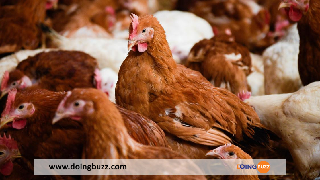 Angleterre/Grippe Aviaire : Le Confinement Des Volailles Bientôt Obligatoire