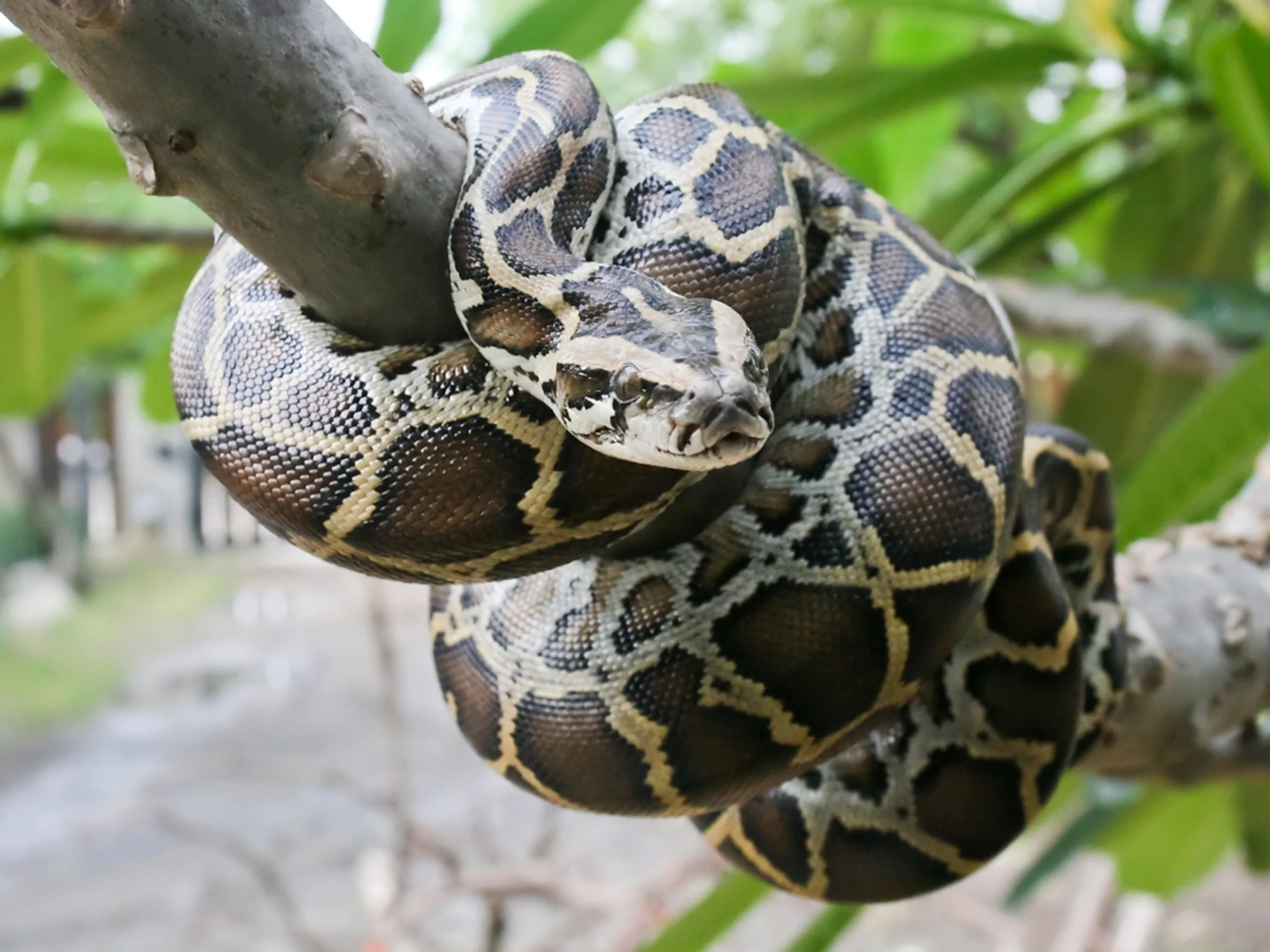 burmese python tree 4x3 scaled - Indonésie : une femme dévorée vivante par un python
