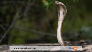 Suède : Le Cobra Royal A Regagné Son Zoo