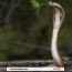 Suède : le cobra royal a regagné son zoo