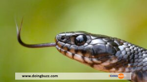 Usa : Un Serpent Sème La Panique À Bord D’un Avion