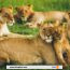 Australie : cinq (5) lions s’échappent d’un zoo