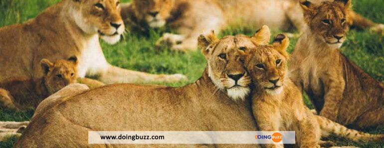 Australie : Cinq (5) Lions S’échappent D&Rsquo;Un Zoo