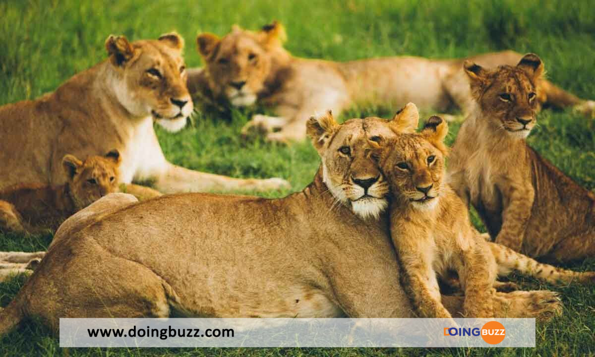 Australie : Cinq (5) Lions S’échappent D'Un Zoo