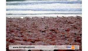 Australie : Près De 2.500 Personnes Posent Nues Sur Une Plage (Vidéo)