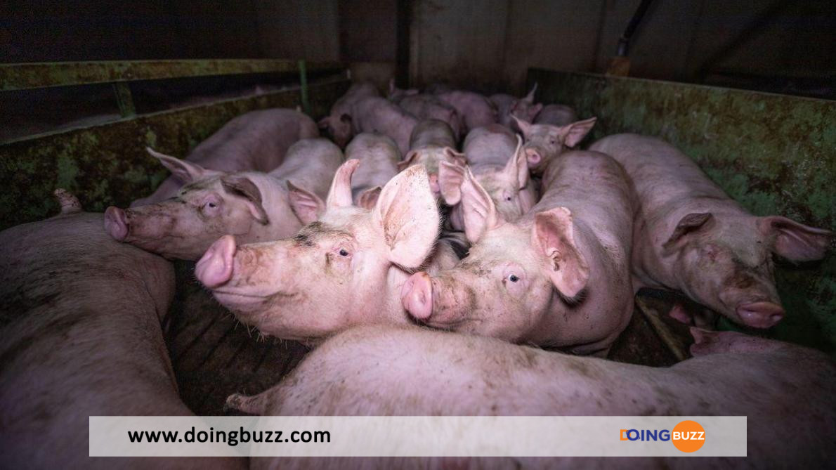 Chine : Un Grand Hôtel Ouvert Pour Les Cochons (Vidéo)