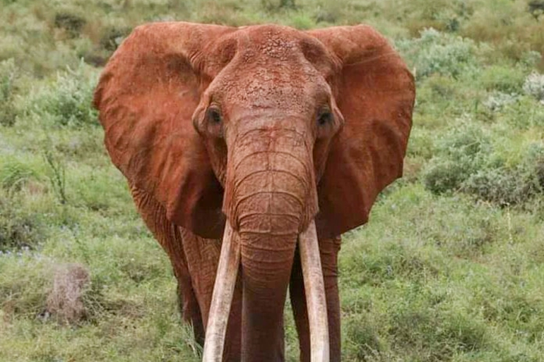 Kenya : La Plus Grande Éléphante Décède À L'Âge De 60 Ans