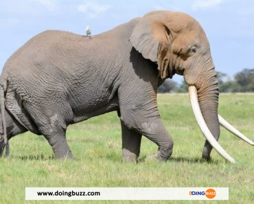 Kenya : La Plus Grande Éléphante Du Pays Décède À L&Rsquo;Âge De 60 Ans