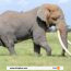 Kenya : la plus grande éléphante du pays décède à l’âge de 60 ans