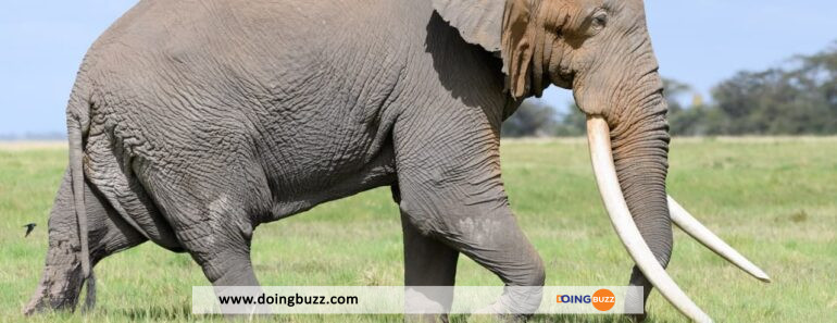 Kenya : La Plus Grande Éléphante Du Pays Décède À L&Rsquo;Âge De 60 Ans