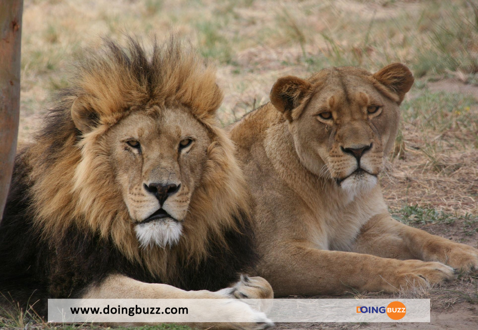 Australie : Cinq (5) Lions S’échappent D'Un Zoo