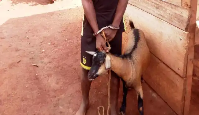 Nigeria : Un Homme Condamné À 9 Mois De Prison Pour Avoir Volé Des Chèvres