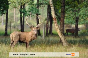 Insolite : Un Chasseur Tué Par Un Cerf