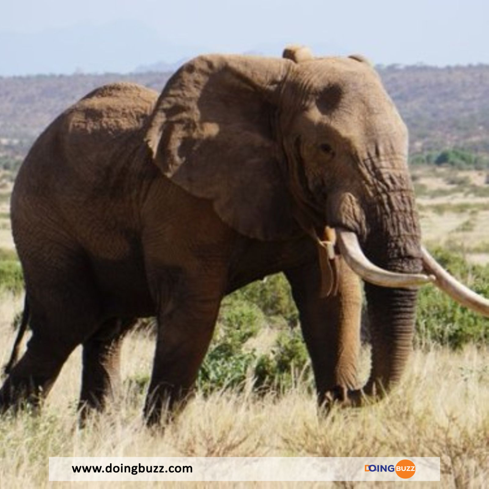 Kenya : La Plus Grande Éléphante Décède À L'Âge De 60 Ans