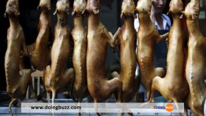 Cameroun : Les Consommateurs Des Viandes De Chien Et De Chat Pourraient Payer Jusqu&Rsquo;À 5 Millions Fcfa