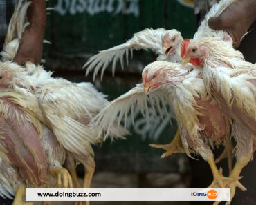 Le Niger Signale Une Grave Grippe Aviaire Chez Les Volailles