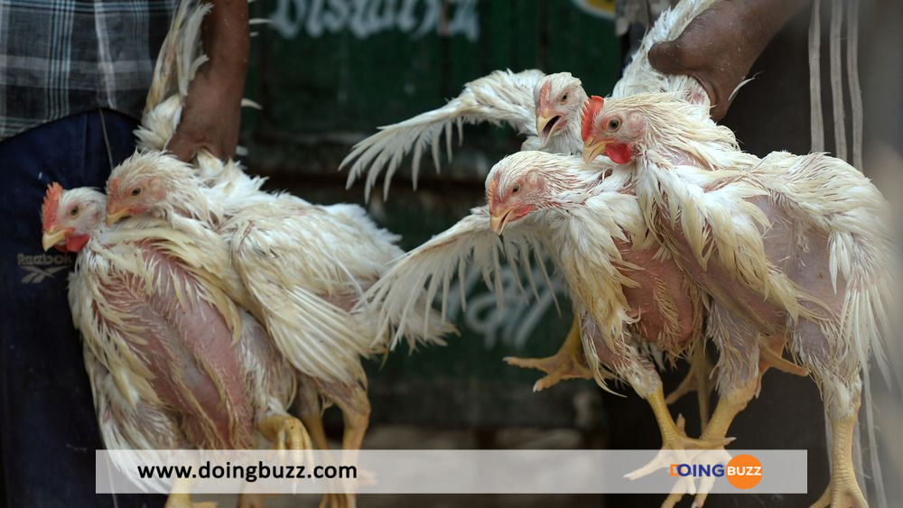 Le Niger signale une grave grippe aviaire chez les volailles