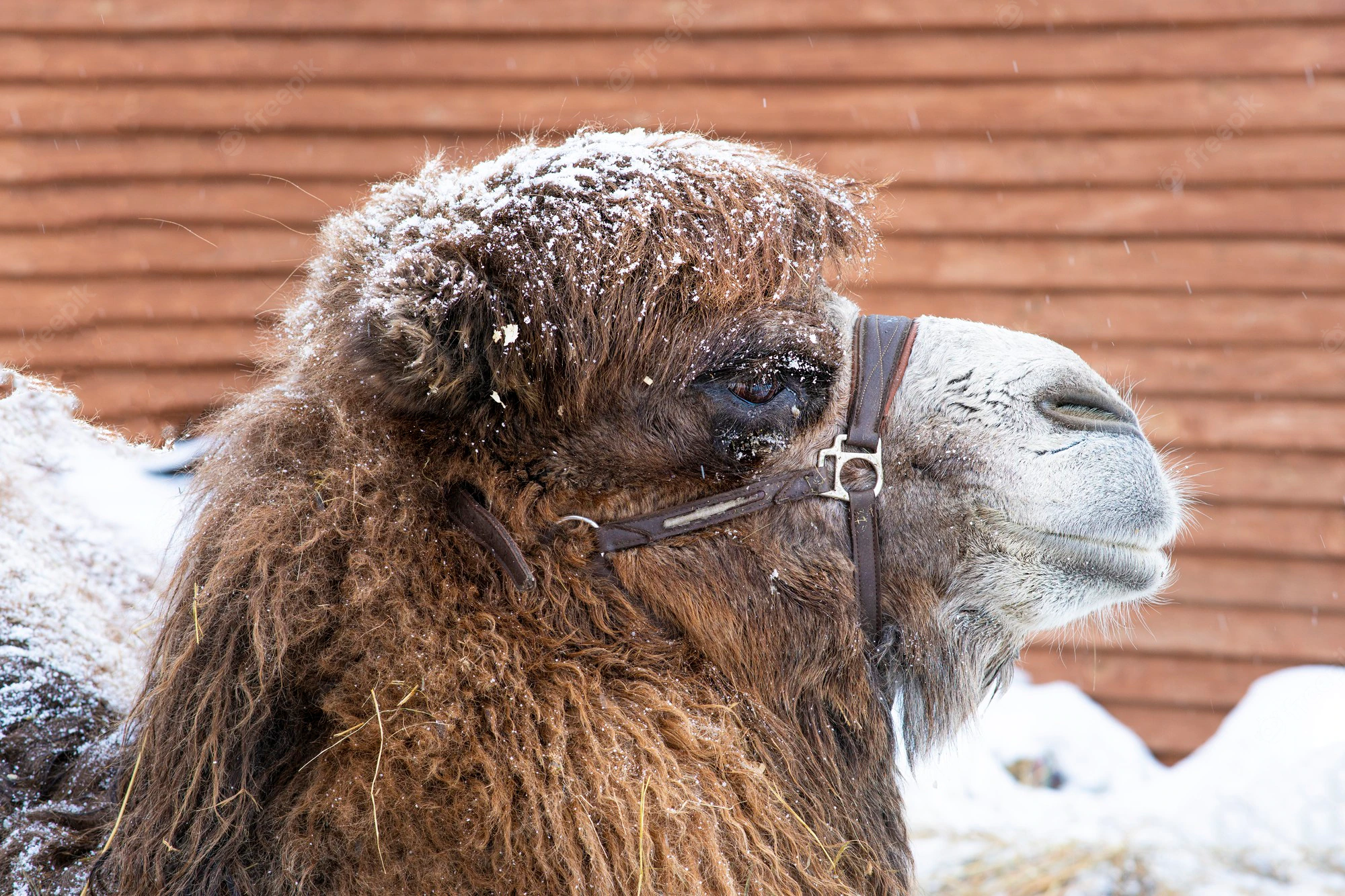 Ce chameau meurt de joie lorsqu’il découvre de la neige pour la première fois