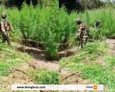 Sénégal : L’armée Détruit De Vastes Champs De Cannabis En Casamance