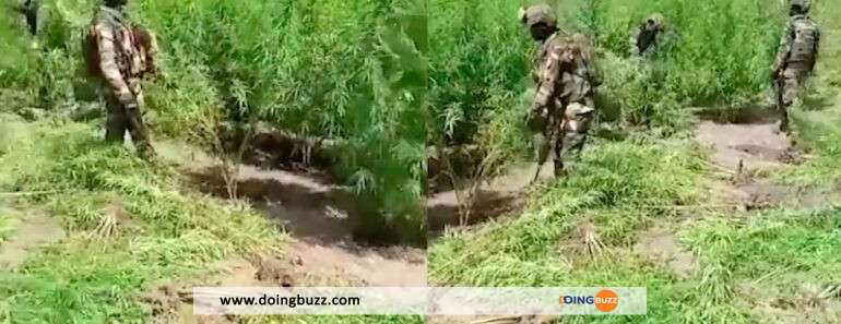 Sénégal : l’armée détruit de vastes champs de cannabis en Casamance