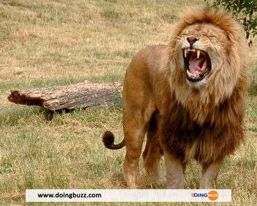 Australie : Cinq (5) Lions Se Sont Évadés D&Rsquo;Un Zoo (Vidéo)