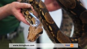 Floride : Un Boa Découvert Dans Le Bagage D&Rsquo;Un Passager À L&Rsquo;Aéroport